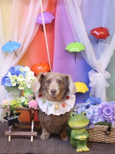 20230620桃ちゃん